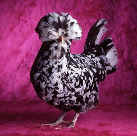 Mottled Chicken